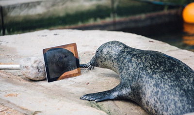 Facetime тюлени