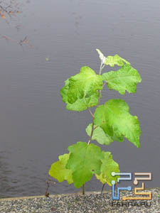 Пример фотографии, сделанной камерой смартфона Sony Ericsson Xperia Arc S