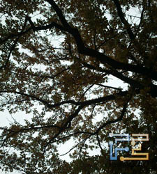Фото c Sony Ericsson Xperia mini